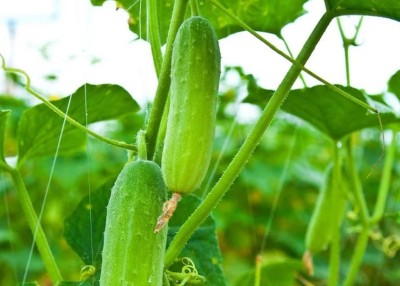 असिनाले दुई करोडको काँक्राको बीउ नष्ट   