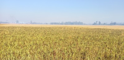 कालानमक धानको जात लोप हुँदै   