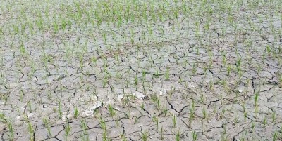 खडेरीले रोपेको धान सुक्न थाल्यो   