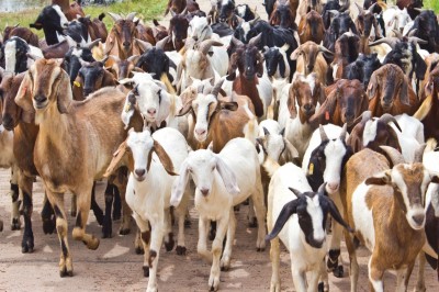 चितवनमा रु ३० करोडभन्दा बढी खसीको व्यापार   
