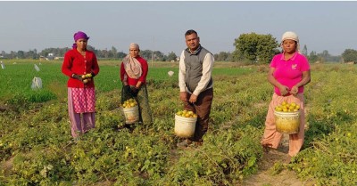 तीन पुस्तादेखि टमाटरखेतीः विदेशको विकल्प बनेको छ वीरेन्द्रको टमाटर व्यवसाय   