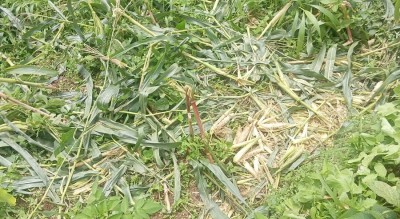 जङ्गली जनावरको आतङ्कले खेतबारीमै बास   