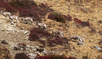 कञ्चनजंघा संरक्षण क्षेत्रमा नाउरको रमिता