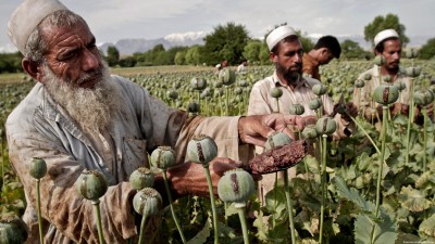 अफगानिस्तानमा अफिम खेती २० प्रतिशतले घट्यो : राष्ट्रसंघ       