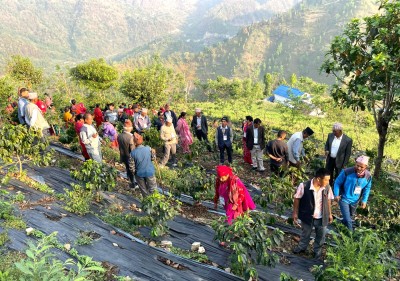 कास्कीका किसान कफी खेती हेर्न काभ्रेपलाञ्चोकको महाभारतमा