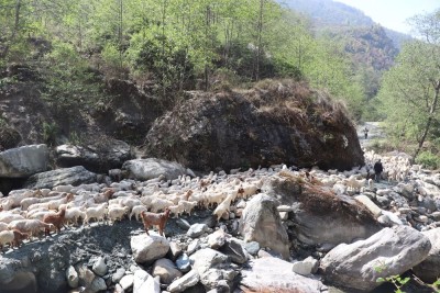 म्याग्दीका पशुगोठ गर्मी छल्न लेक उक्लन थाले    