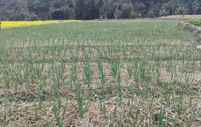 रुपामा एक लाख ७५ हजार किलो लसुन र प्याज उत्पादन गर्ने लक्ष्य   