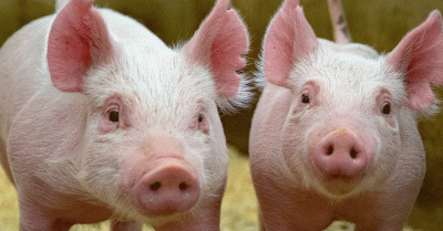 पर्वतका अफ्रिकन स्वाइन, ४६ बङ्गुर मरे   