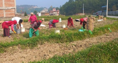 आलु उत्पादक किसान भन्छन्, ‘खनौँ भाउ छैन, नखनौँ कुहिने डर छ’   