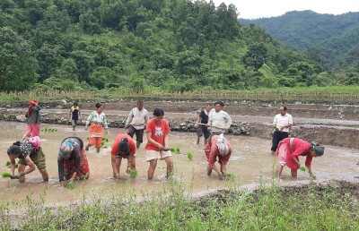 नेता कृषिकर्ममा लागेपछि बाँझो जमिन हराभरा    