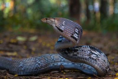 गर्मी बढेसँगै बाँकेमा देखिन थाले विषालु सर्प    