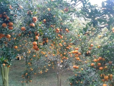 दश करोड बढीमा बिक्री भए भीरकोटका सुन्तला   