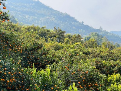 कोदो, मकै फल्ने बारीभरी लटरम्म सुन्तला : यस वर्ष रु १५ लाखको बिक्री   