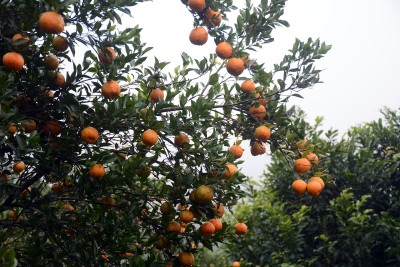 तनहुँमा सुन्तला उत्पादन तथा बिक्रीको विवरण सङ्कलन गरिँदै   