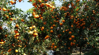 अन्यत्र निख्रिएपछि सुन्तला टिप्न थालेका बाँसखर्कका किसानले दोब्बर मूल्य पारे   