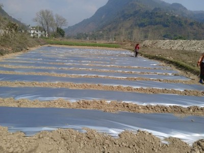 आँधीखोला किनार क्षेत्रमा तर्बुजाखेती    