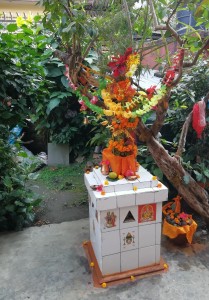 आज हरि बोधिनी एकादशी : घरमा रोपिएको तुलसीलाई दामोदरसँग विवाह गरिँदै