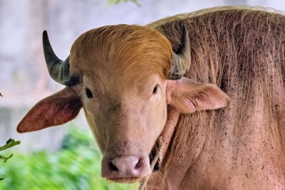 चिडियाखानामा ‘ट्रम्प’ भैँसी        