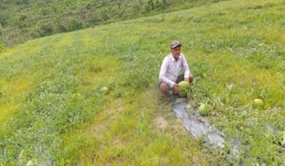 आचार्यको तरबुजाखेती अरुका लागि प्रेरणा