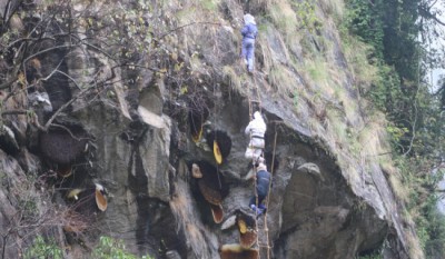 मह काढ्ने परम्परालाई जीवन्त राख्न पुस्ता हस्तान्तरण
