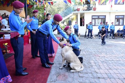 नेपाल प्रहरी केनाइन कार्यालयमा कुकुर पूजा, ‘टाइगर’ कुकुर पुरस्कृत   