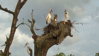 बच्चा कोरल्दै आगन्तुक चरा    