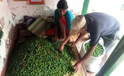 आम्दानीको स्रोत ‘अकबरे’ खुर्सानी