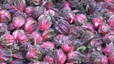 मेची भन्सार कार्यालयबाट अलैँचीको निर्यात ३३ प्रतिशतले बढ्यो  