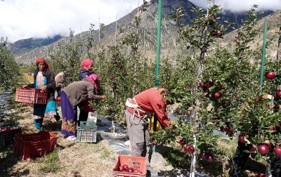 बेनी-जोमसोम सडक अवरुद्ध हुँदा मुस्ताङका किसानलाई स्याउको चिन्ता