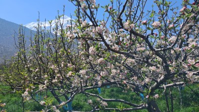 मुस्ताङमा स्याउका बोटहरु फूलेर सेताम्मे