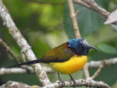 गुल्मीमा चरा प्रजातिको सङ्ख्या ३५५ पुग्यो