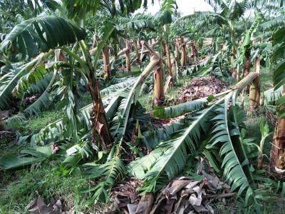 हुरीका कारण झापामा केराखेतीमा क्षति        