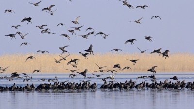 चितवनमा जलपक्षी गणना    