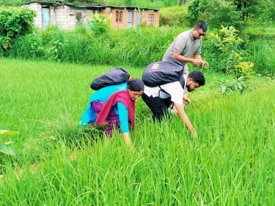 जेठो बुढो धानमा ‘ब्लाष्ट’ रोग देखियो   
