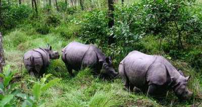 चितवन राष्ट्रिय निकुञ्जमा आजदेखि आन्तरिक गैँडा स्थानान्तरण
