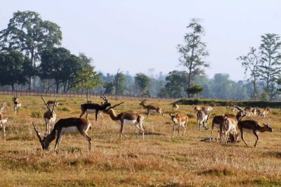 शुक्लाफाँटामा दुर्लभ वन्यजन्तु कृष्णसारको सङ्ख्यामा वृद्धि   