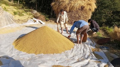 भोजपुरका किसानलाई धान थन्क्याउन चटारो   