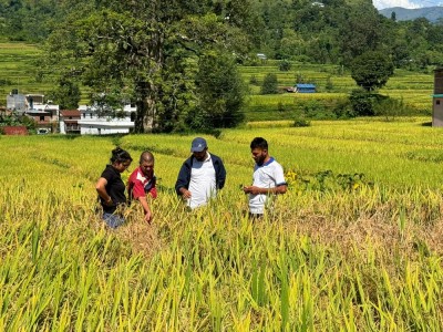 धानबालीमा फड्के कीराको सङ्क्रमण   