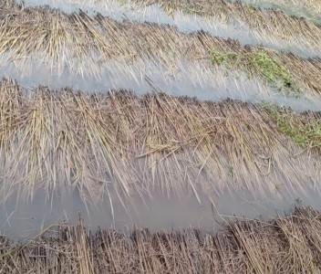 बेमौसमी वर्षाः गुल्मीमा पाँच करोडको धानबाली नष्ट   