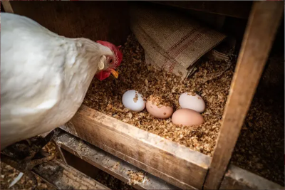 बर्ड फ्लूको जोखिम देखिएपछि भारतीय सीमामा उच्च सतर्कता   