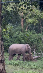 सौराहाको मध्यवर्ती क्षेत्रमा नयाँ जङ्गली हात्ती   