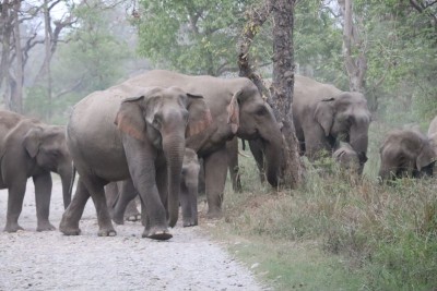 झापाबाट २२ हात्ती फर्किए भारततिर, एउटा एक्लो हात्ती बस्ती छिर्दा त्रास