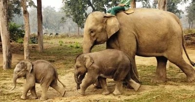 चितवनका दुई वटा हात्ती कतार पठाइँदै