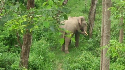 हात्तीको आक्रमणबाट मृत्यु       