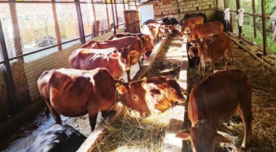 एउटै गोठमा ५७ वैदिक गाई संरक्षण   