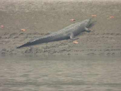 देवघाटमा देखियो घडियाल गोही        