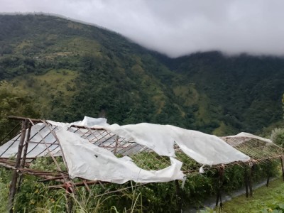 हुरी बतासले गुल्मीको गोलभेँडा खेतीमा क्षति    
