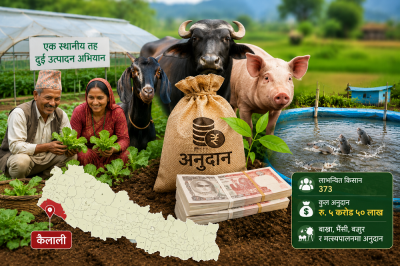 कैलालीमा कृषि ‘पकेट’ क्षेत्र विकासका लागि साढे ५ करोड अनुदान