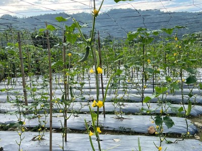 व्यावसायिक काँक्रोेखेतीमा रमाउँदै पौडेल दाजुभाइ   
