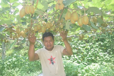 किवीखेतीबाट गाउँमै भविष्य खोज्दै युवा   
